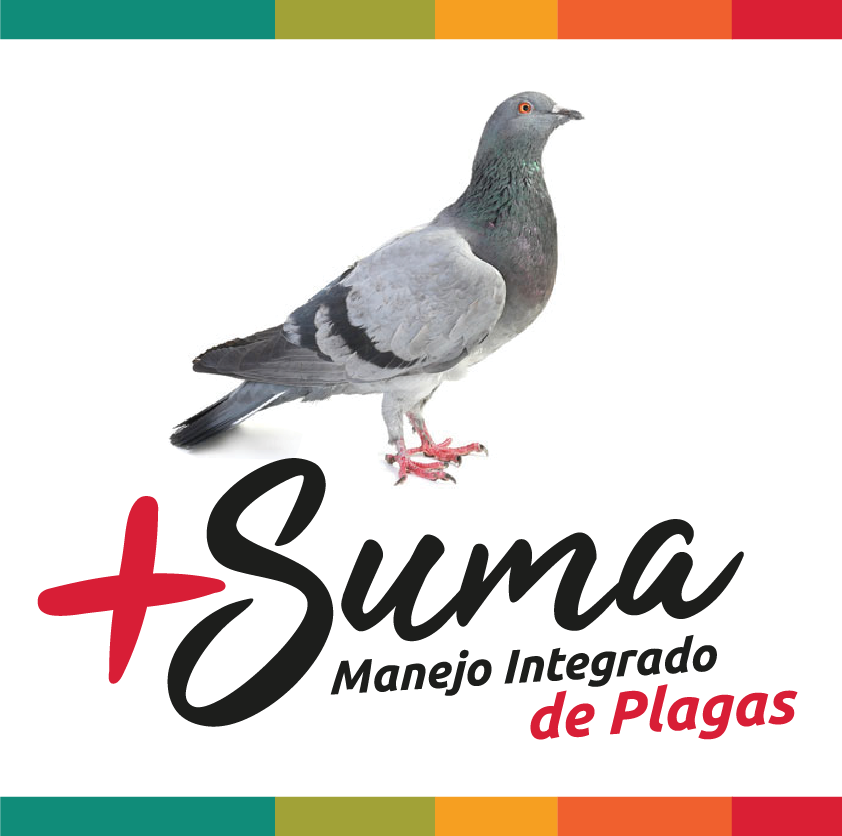 Fumigación de Palomas