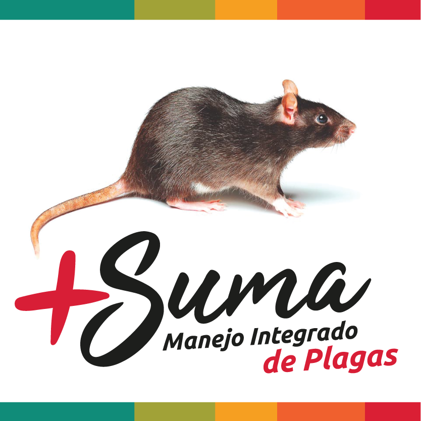 Fumigación de Ratas