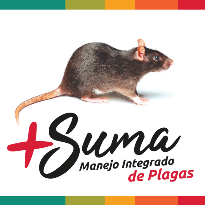 fumigacion de Ratas